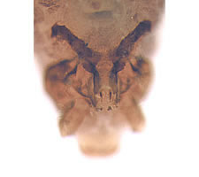 Peripsocus phaeopterus