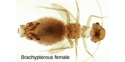 Peripsocus parvulus