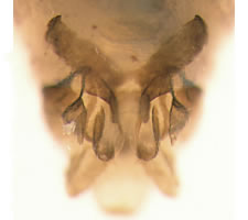 Peripsocus parvulus