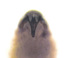 Peripsocus parvulus