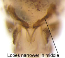 Philotarsus parviceps