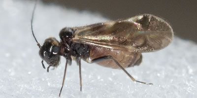 Epicaecilius pilipennis