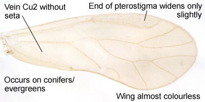 Enderleinella obsoleta