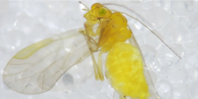 Enderleinella obsoleta