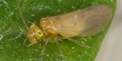 Enderleinella obsoleta