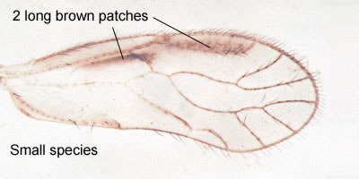 Trichopsocus brincki