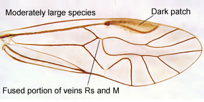 Mesopsocus laticeps