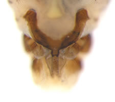 Mesopsocus laticeps