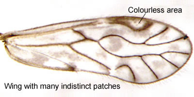 Philotarsus parviceps