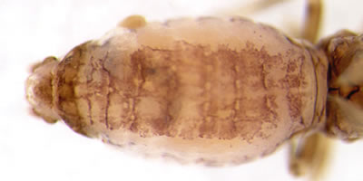 Philotarsus parviceps