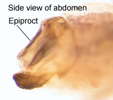 Philotarsus parviceps