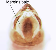 Philotarsus parviceps