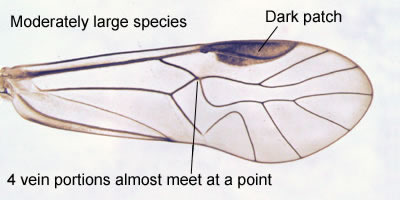 Mesopsocus immunis