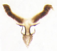 Mesopsocus immunis