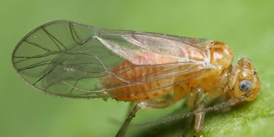 Cuneopalpus cyanops