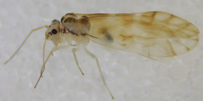 Chilenocaecilius ornatipennis