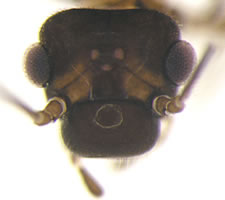 Elipsocus hyalinus