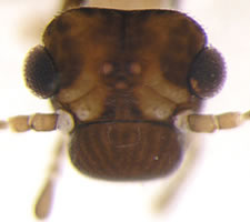 Elipsocus hyalinus