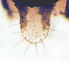 Elipsocus pumilis