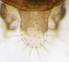 Elipsocus moebiusi