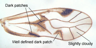 Elipsocus abdominalis