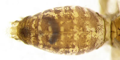 Elipsocus moebiusi