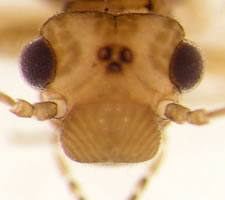 Elipsocus moebiusi