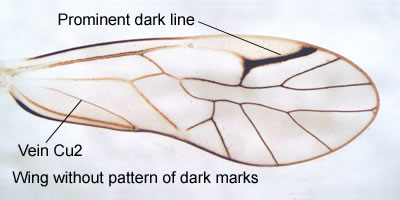 Female subgenital plate