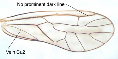 Wing of Stenopsocus immaculatus