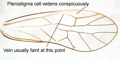 Stenopsocus stigmaticus