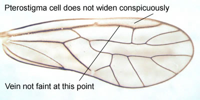 Stenopsocus immaculatus