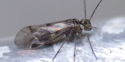 Blaste quadrimaculata