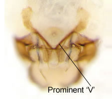 Blaste quadrimaculata