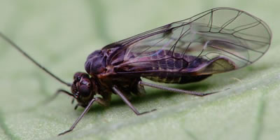 Amphigerontia contaminata