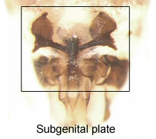 Amphigerontia bifasciata