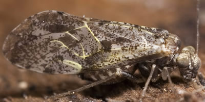 Loensia variegata