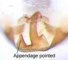 Loensia pearmani (male)