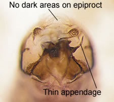 Trichadenotecnum sexpunctatum