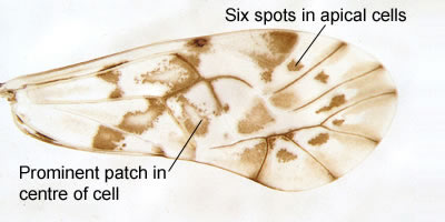 Trichadenotecnum sexpunctatum