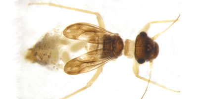 Propsocus pulchripennis