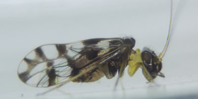 Propsocus pulchripennis