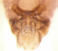 Hyalopsocus morio