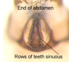 Atlantopsocus adustus (male)