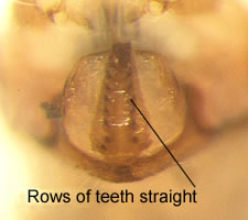 Atlantopsocus personatus (male)