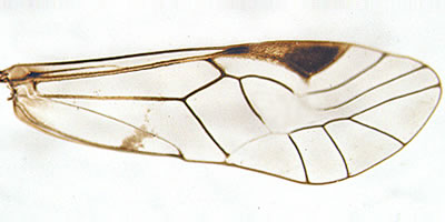 Psococerastis gibbosa