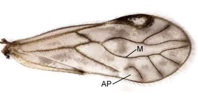 Wing with areola postica cell present but not joined to median vein