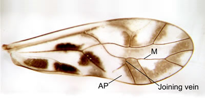 Wing with areola postica cell joined to median vein