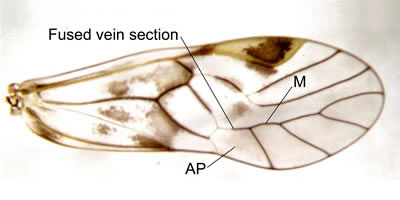 Wing with areola postica cell fused to median vein