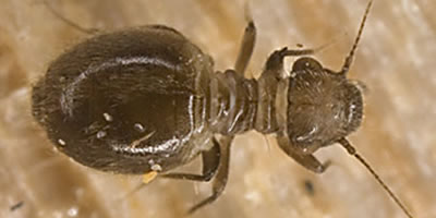 Lepinotus patruelis