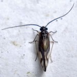 Photo of Caecilius fuscopterus